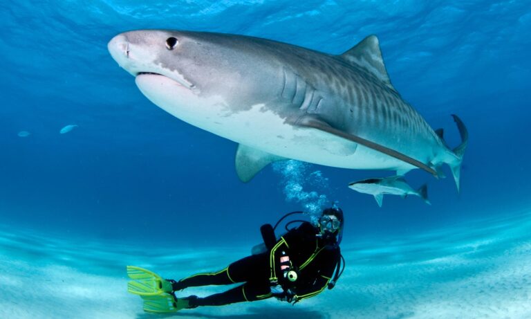 Shark-diver